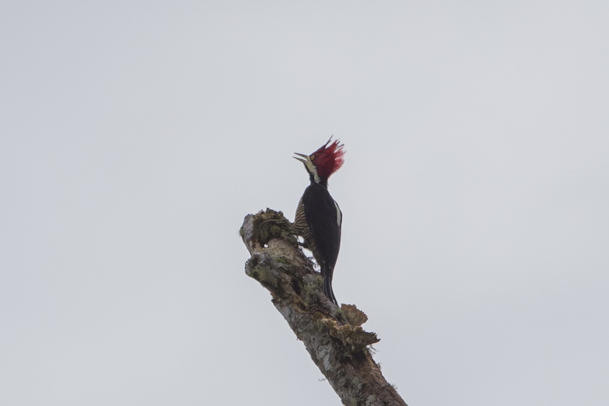 Crimson-crested Woodpecker - Loni Ye