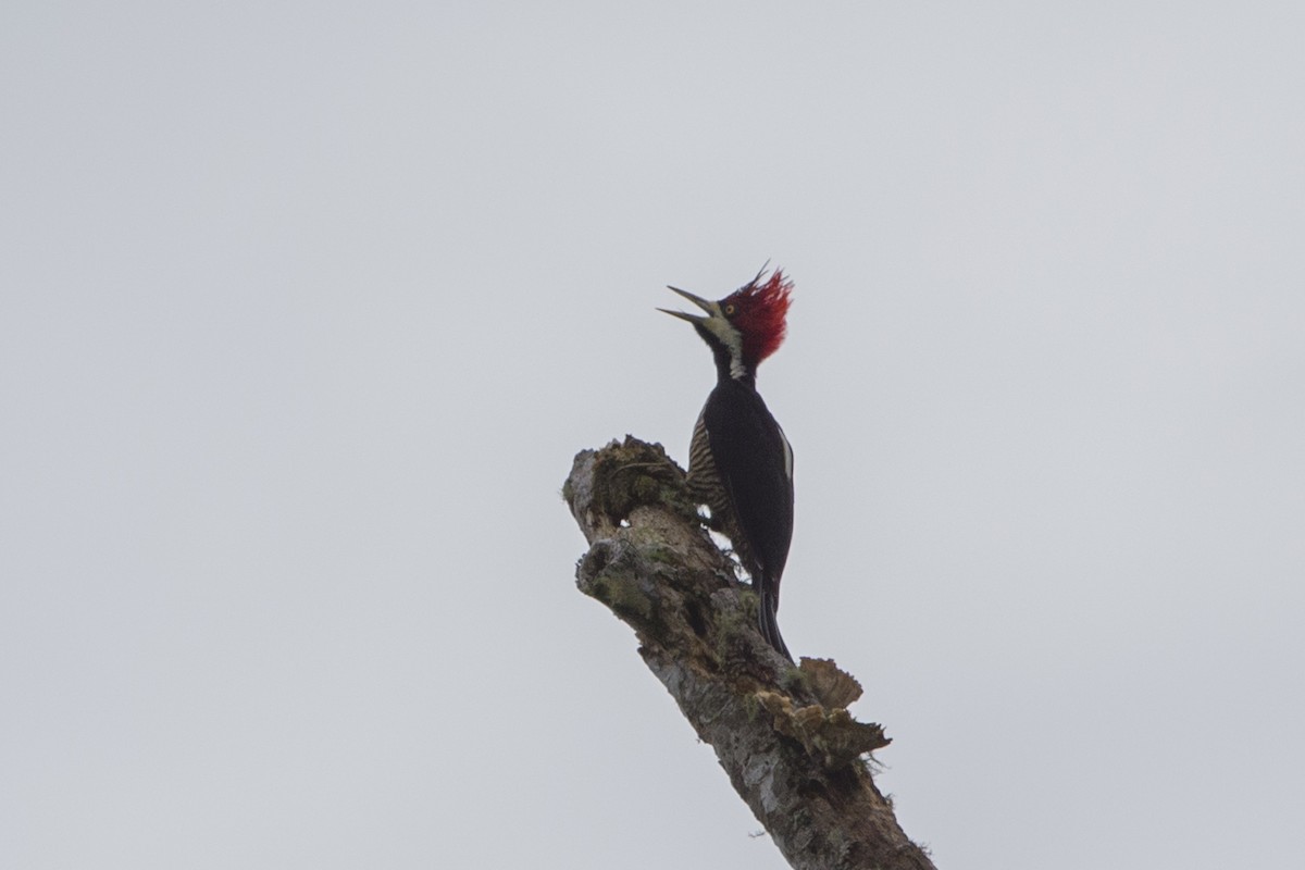 Crimson-crested Woodpecker - Loni Ye