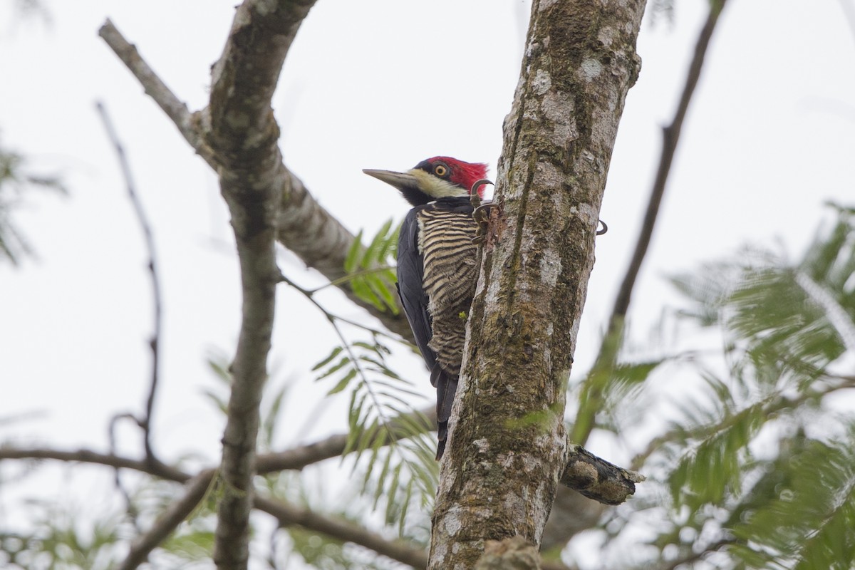 Crimson-crested Woodpecker - Loni Ye