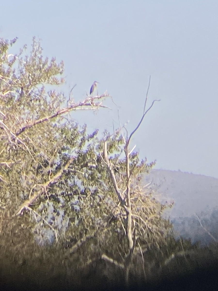Great Blue Heron - ML480117371