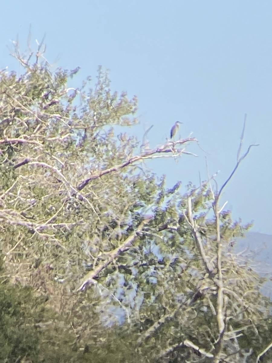 Great Blue Heron - ML480117381