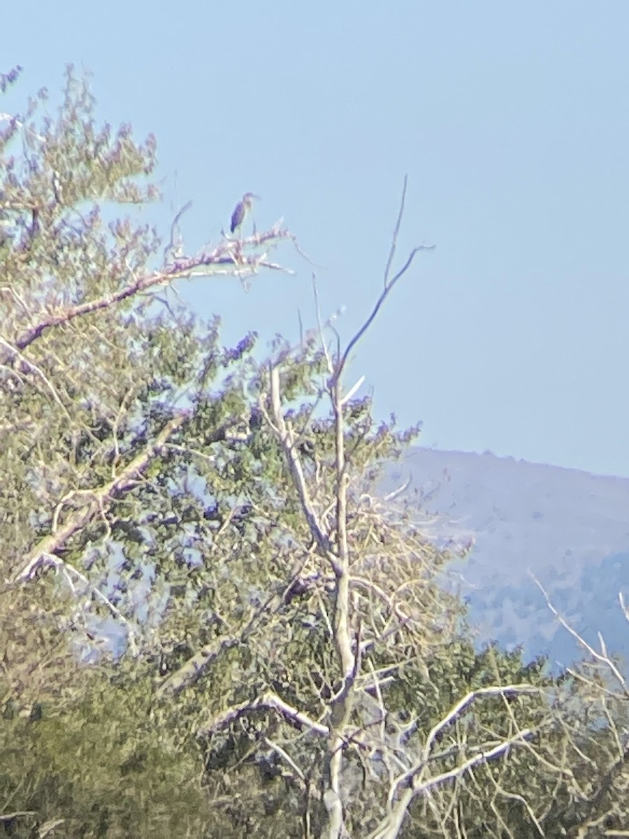 Great Blue Heron - ML480117391