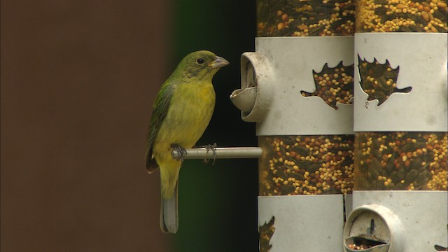 Painted Bunting - ML480119