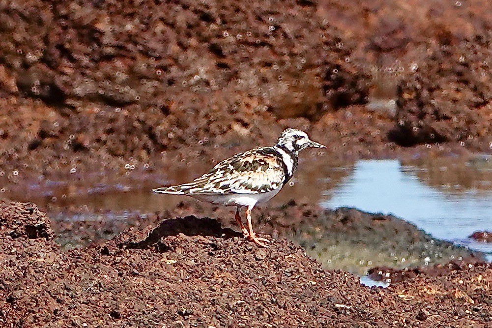 Ruddy Turnstone - ML480119511