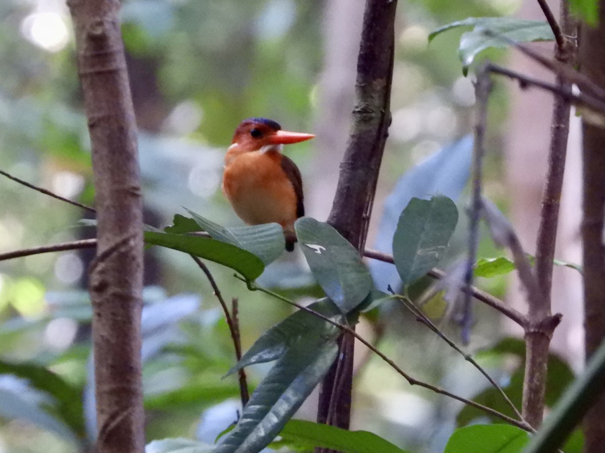 Sulawesi Dwarf-Kingfisher - ML480119551