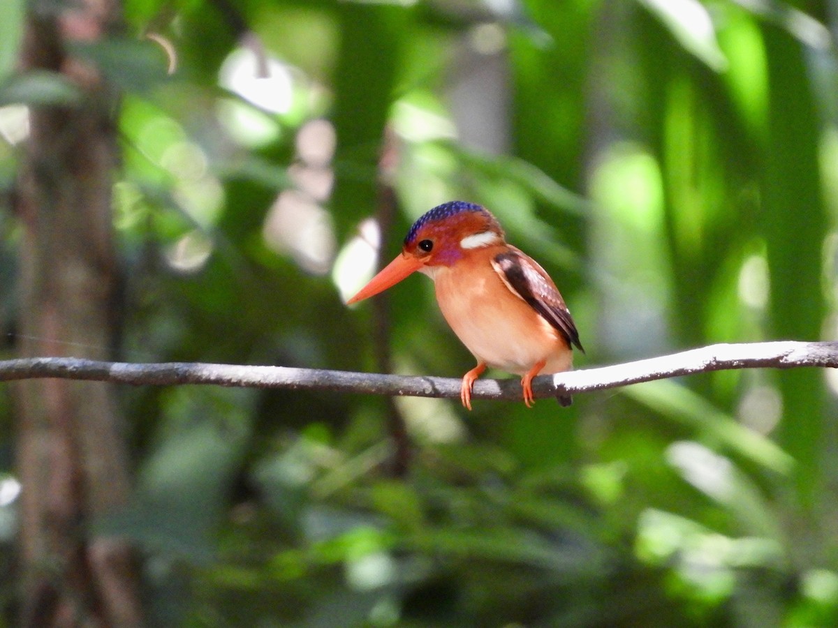 Sulawesi Dwarf-Kingfisher - ML480119561