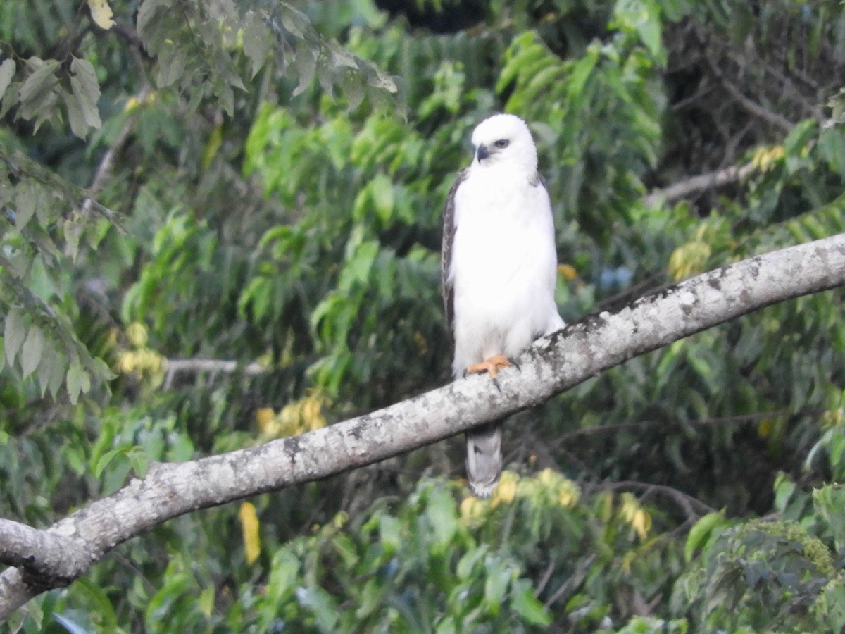 Sulawesi Hawk-Eagle - ML480120651