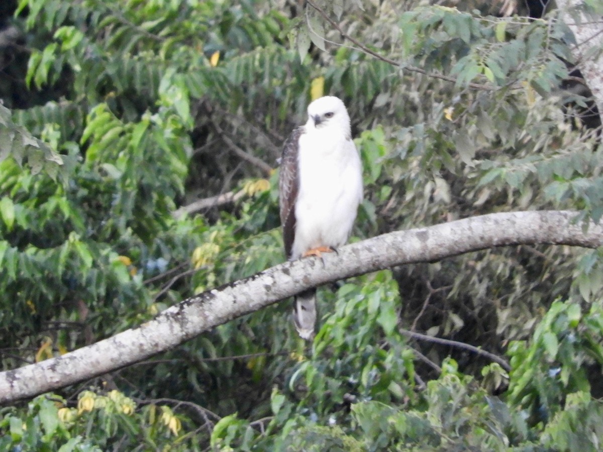 Sulawesi Hawk-Eagle - ML480120661