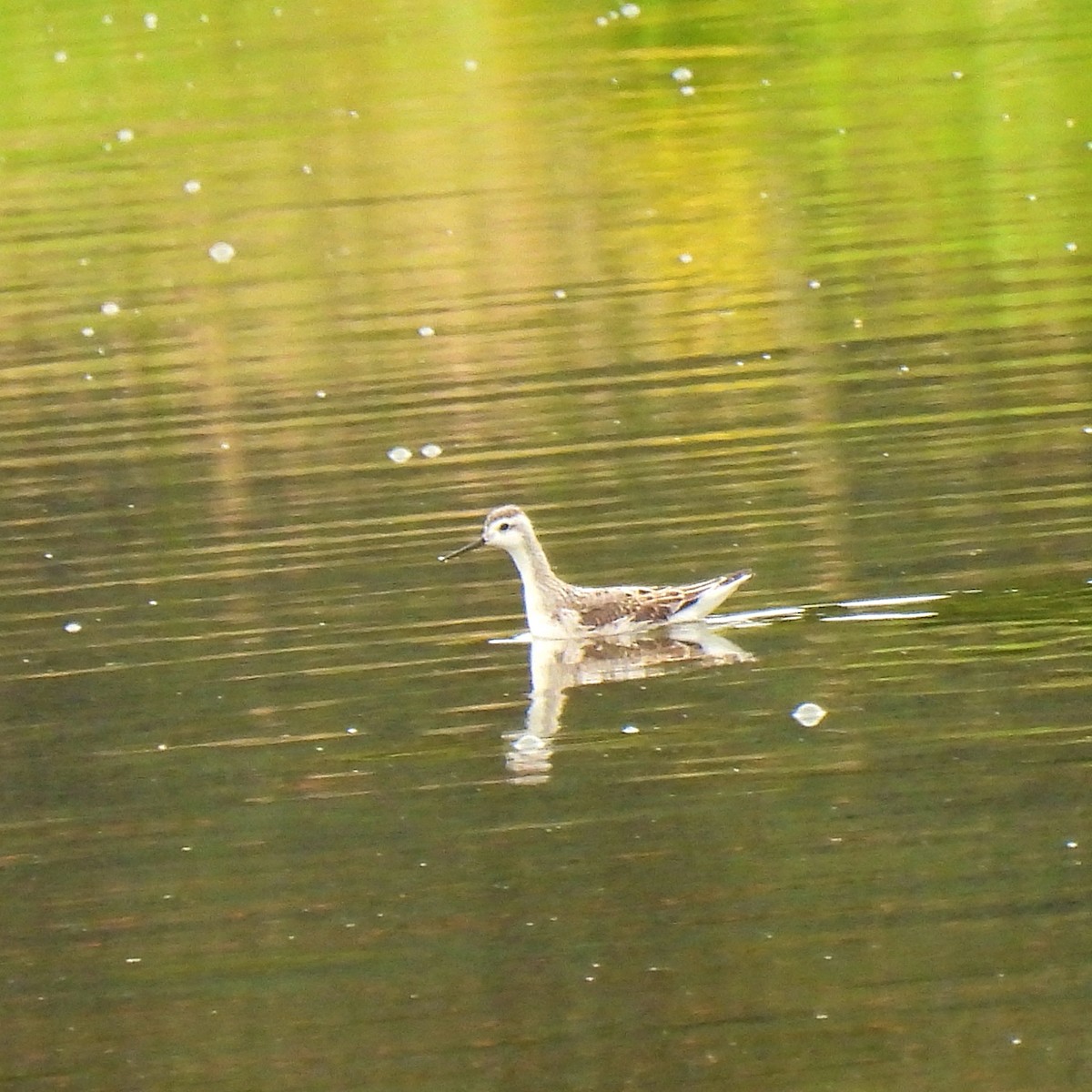 Wilson's Phalarope - Susan Kirkbride