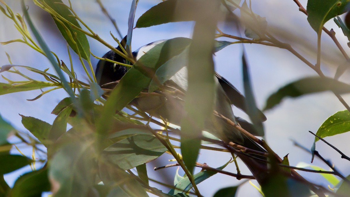 Black-headed Honeyeater - ML480124111