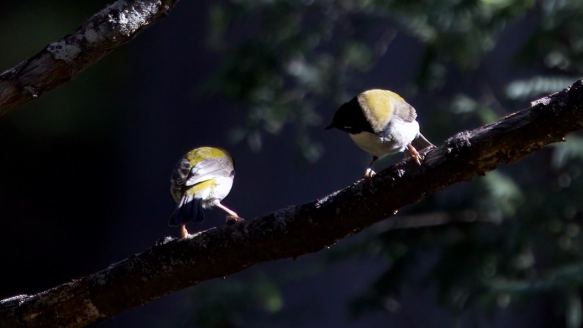 Black-headed Honeyeater - ML480124121