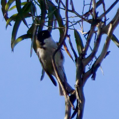 Black-headed Honeyeater - ML480124131