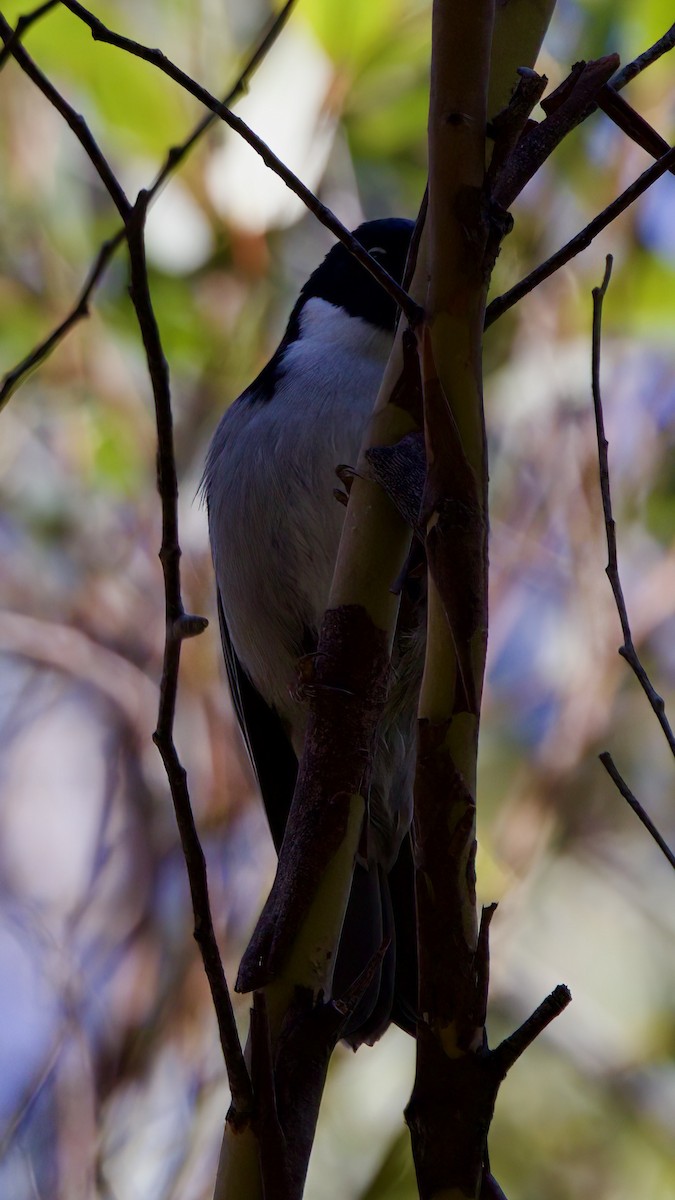 Black-headed Honeyeater - Rinne M