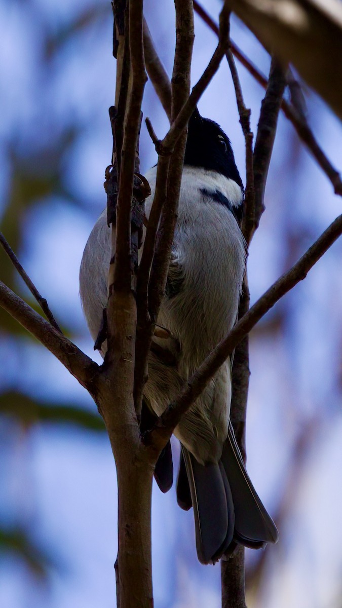 Black-headed Honeyeater - ML480124151