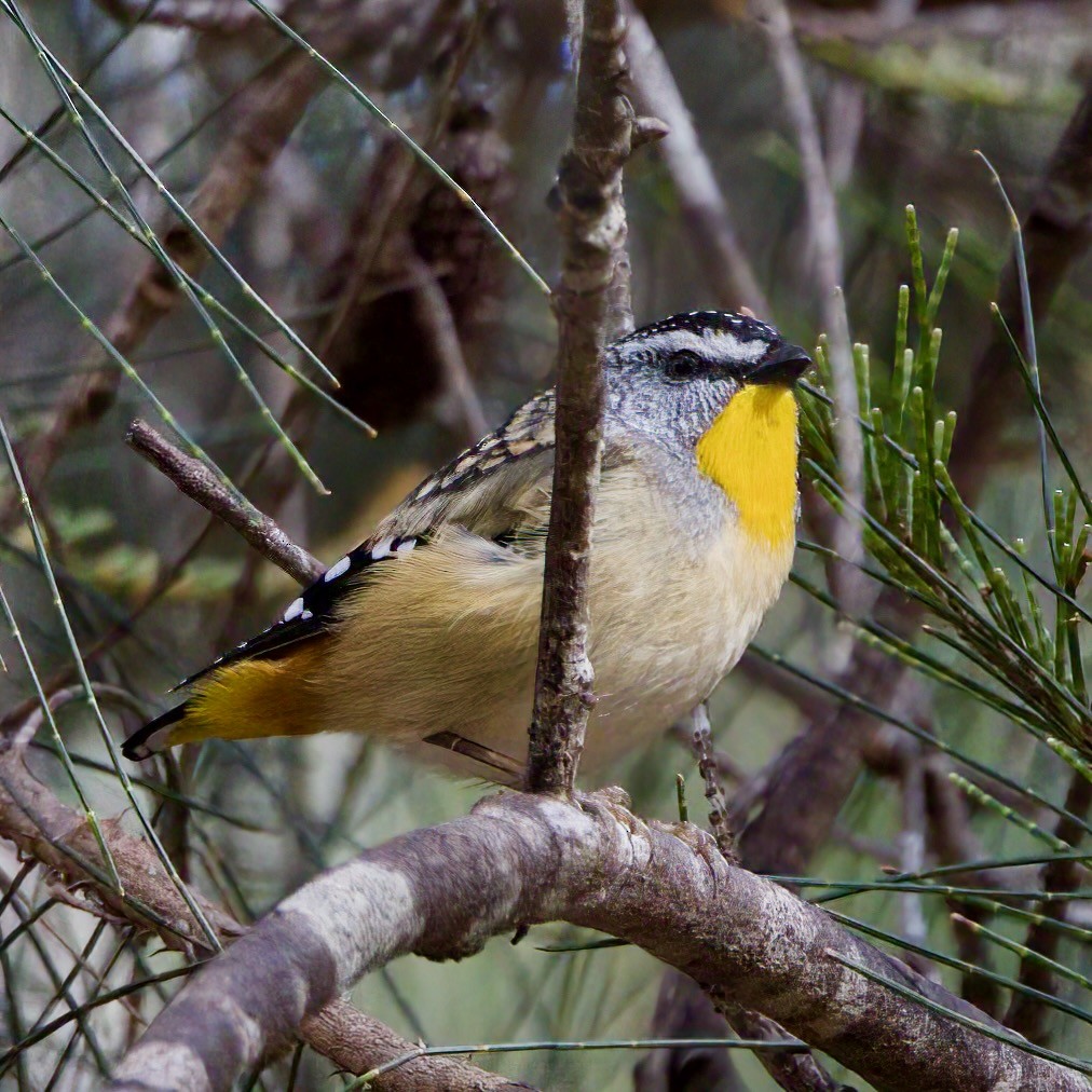 Spotted Pardalote - ML480125451