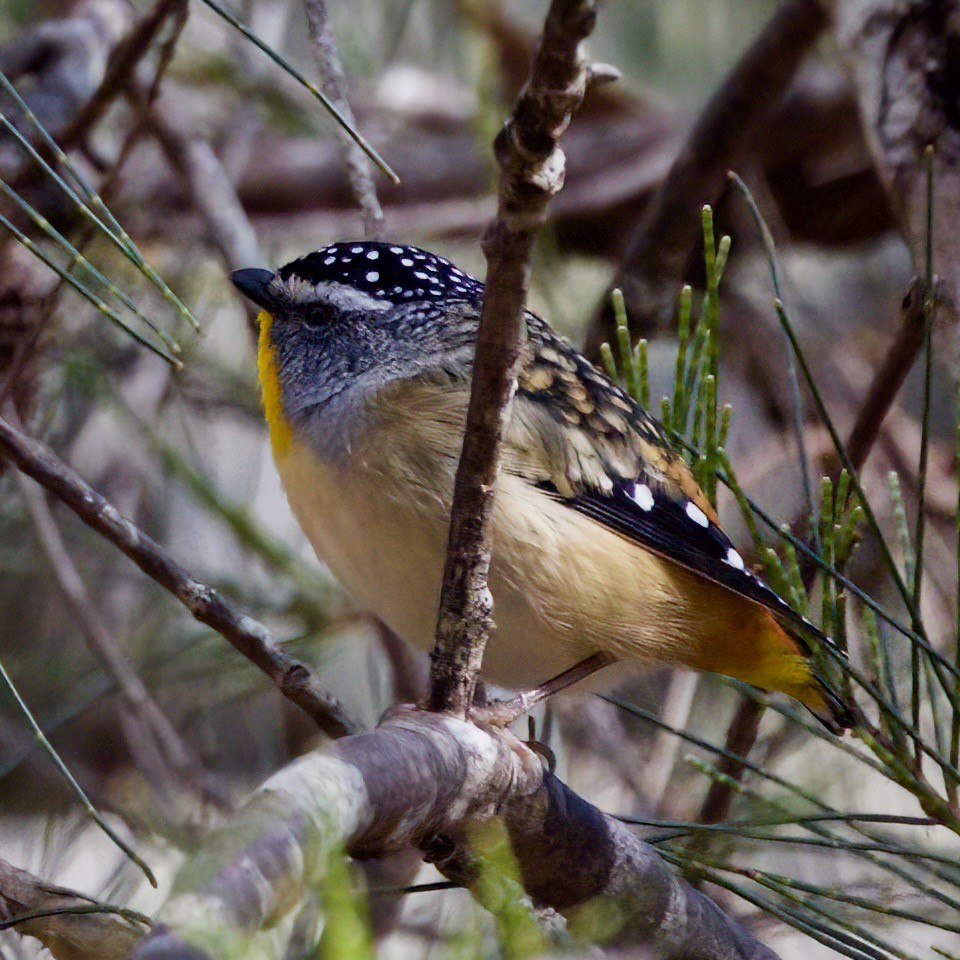 Spotted Pardalote - ML480125461
