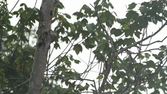 Banded Woodpecker - ML480127