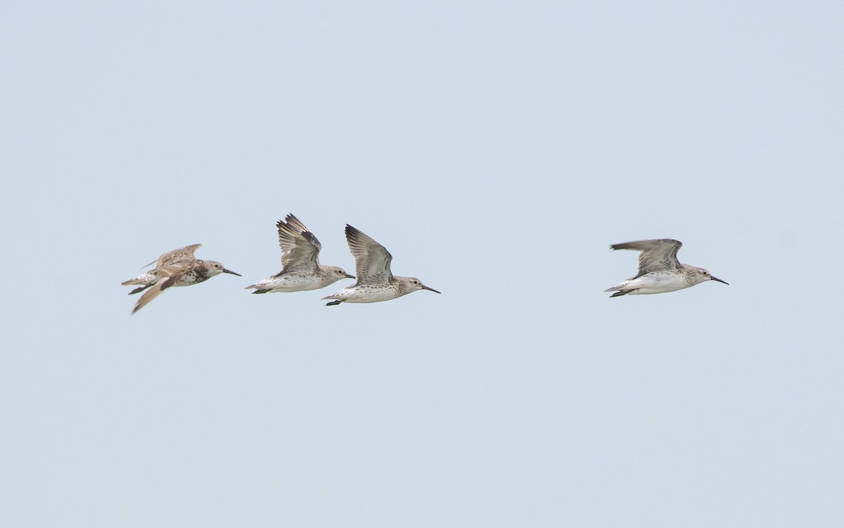 Great Knot - ML480128231