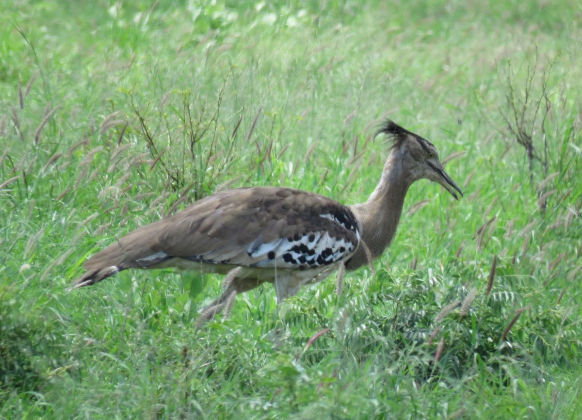 Kori Bustard - ML48012881