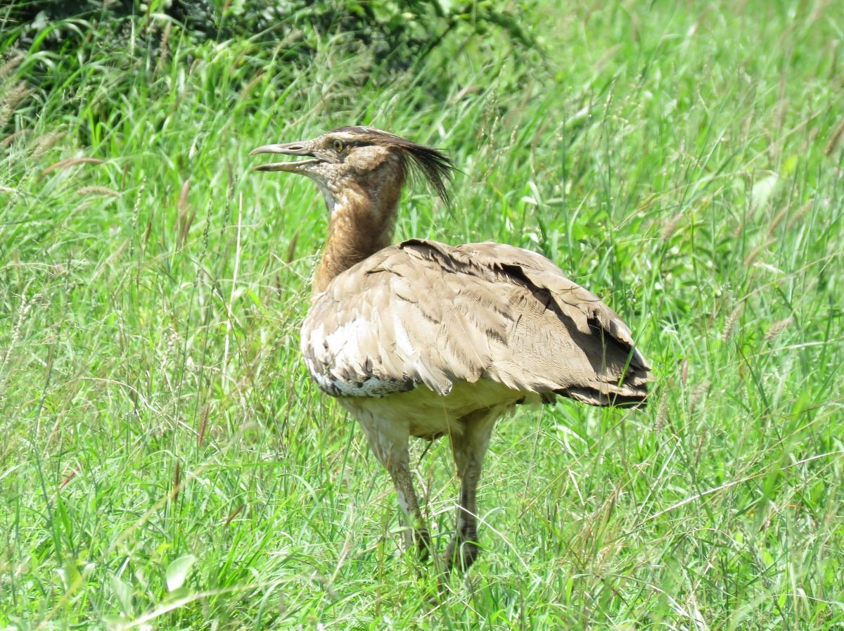 Kori Bustard - ML48012911