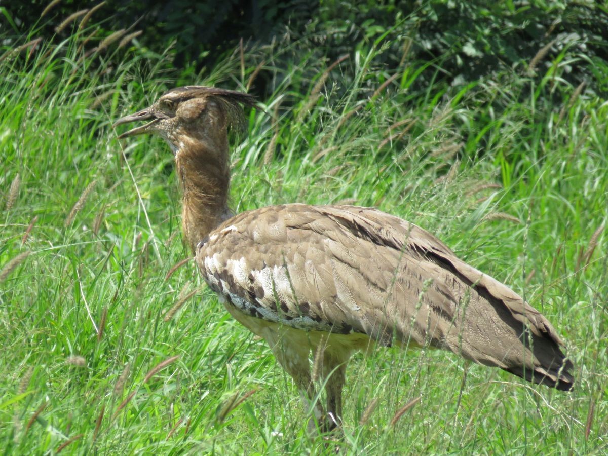 Kori Bustard - Chris Butler