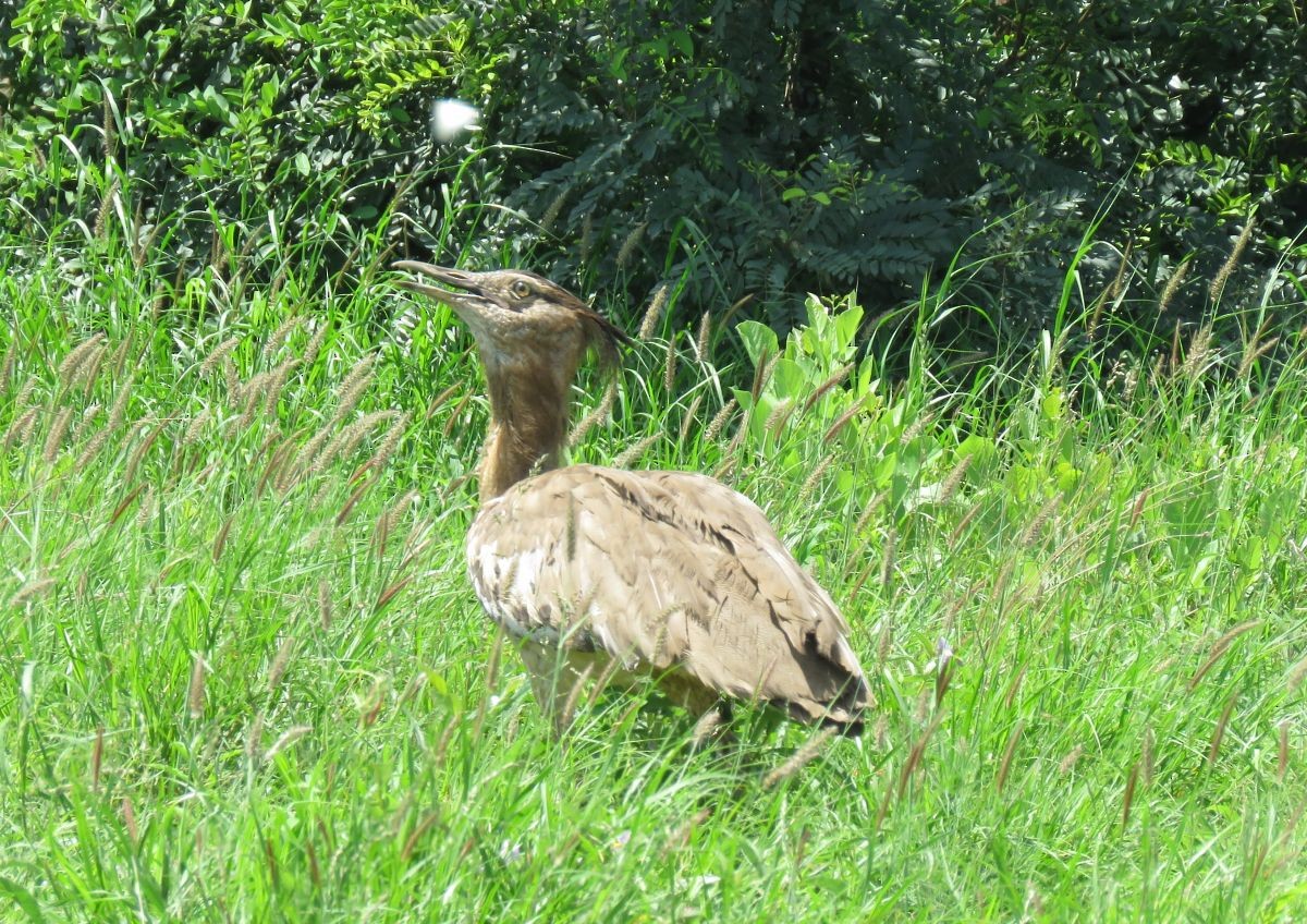 Kori Bustard - ML48012941