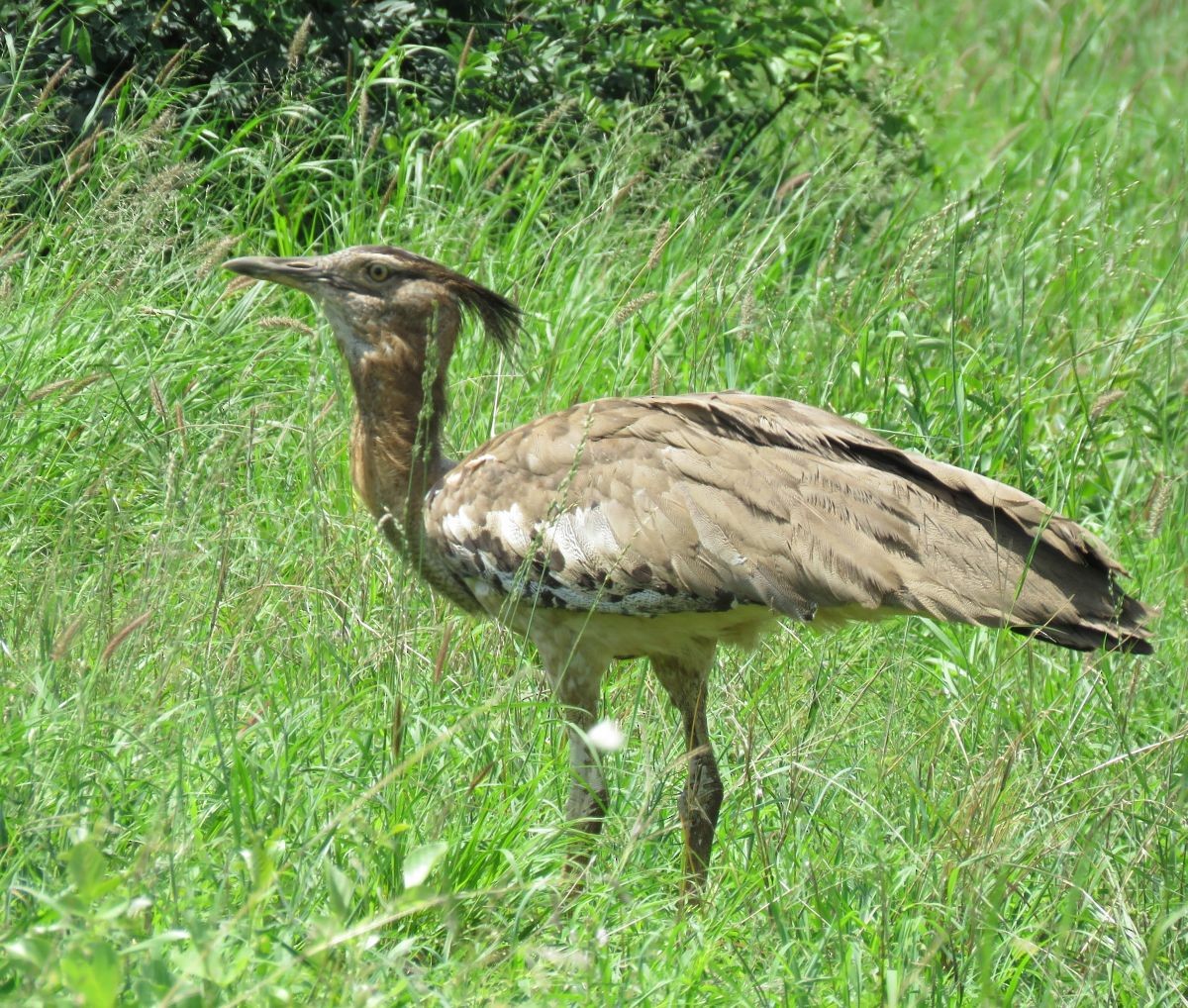 Kori Bustard - ML48012951