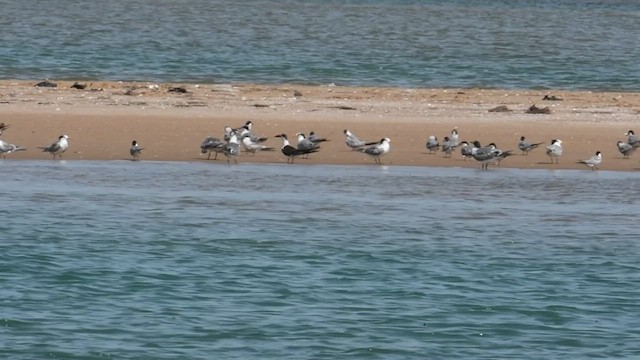 Indian Skimmer - ML480130041