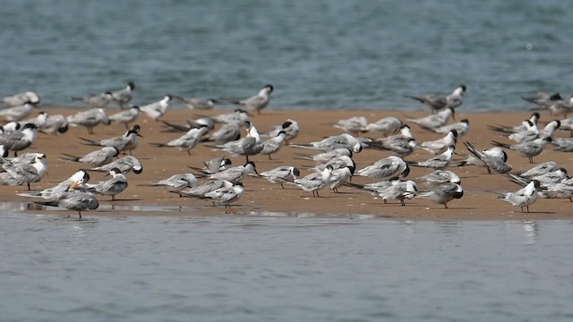 Common Tern - ML480130161