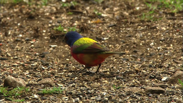 Painted Bunting - ML480132