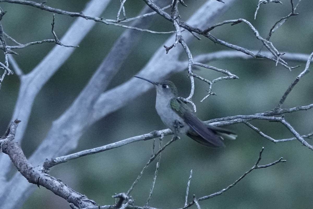 Colibrí de Diamantina - ML480132681