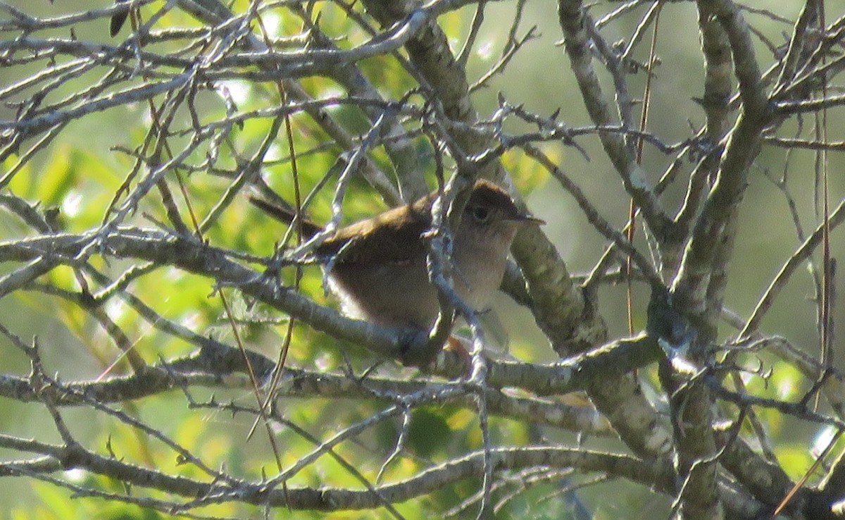 House Wren - ML48013341