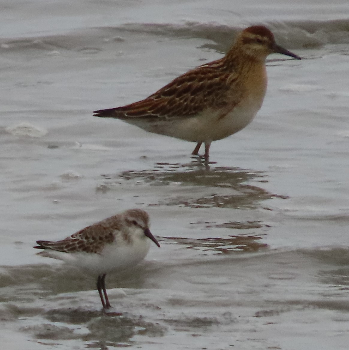 Sharp-tailed Sandpiper - ML480135561