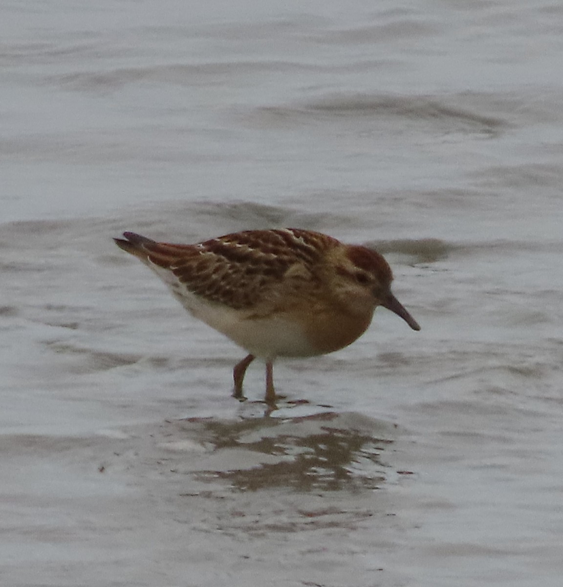 Sharp-tailed Sandpiper - ML480135571