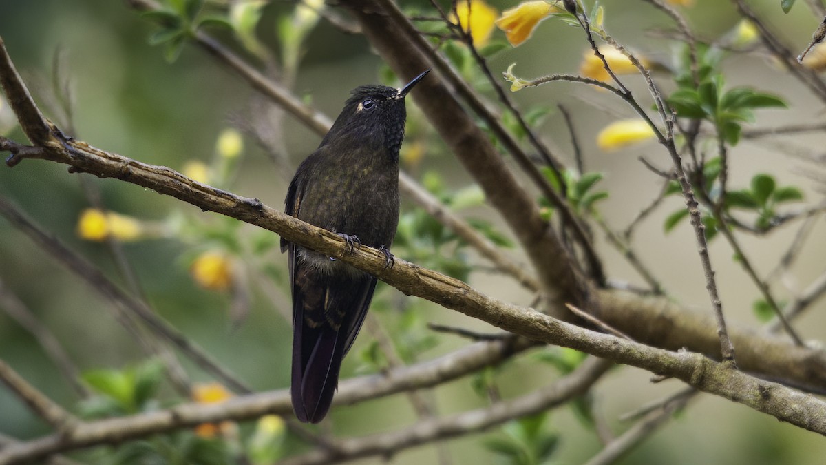 kolibřík dřišťálový (ssp. oreopola) - ML480136371