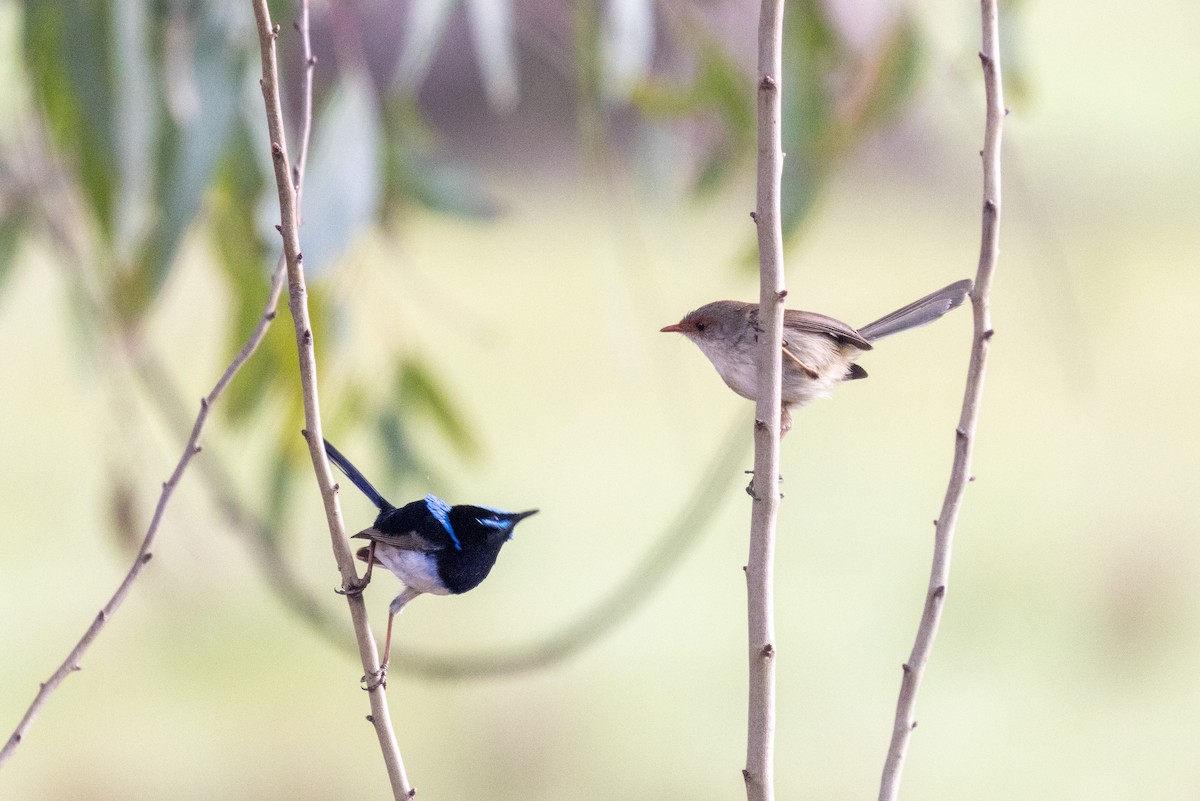 Superb Fairywren - ML480136391