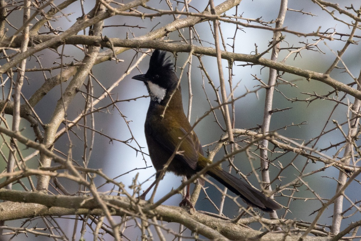 Eastern Whipbird - ML480136431
