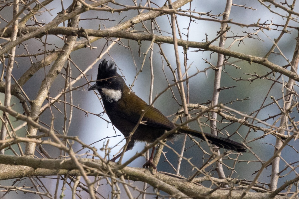 Eastern Whipbird - ML480136441