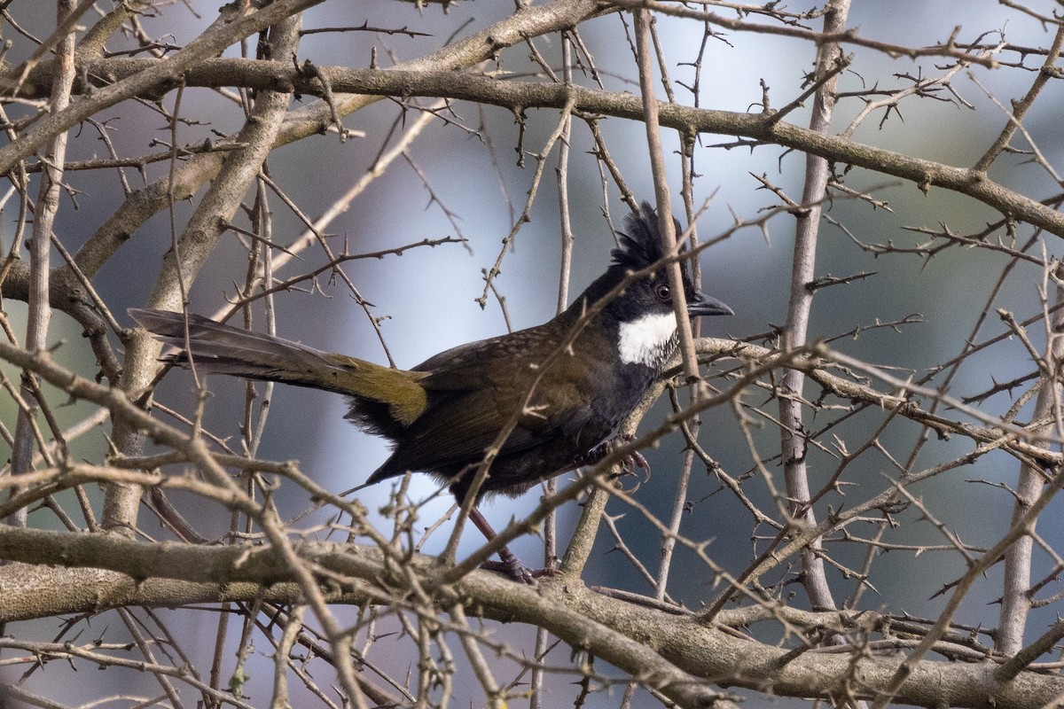Eastern Whipbird - ML480136451