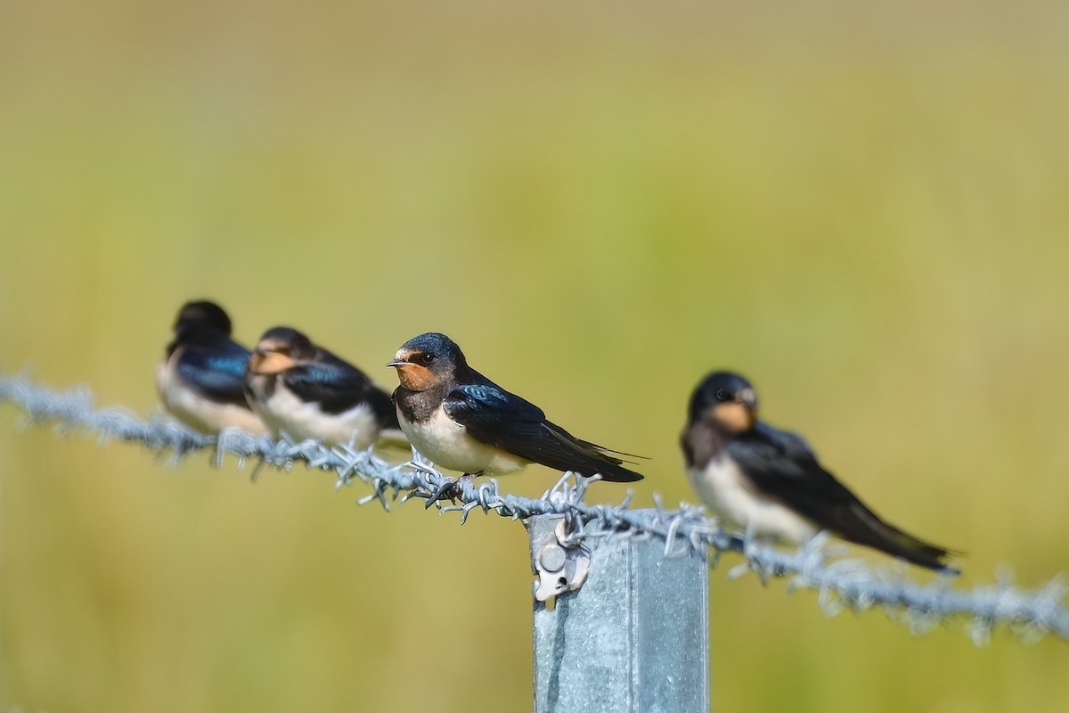 Barn Swallow - ML480136471