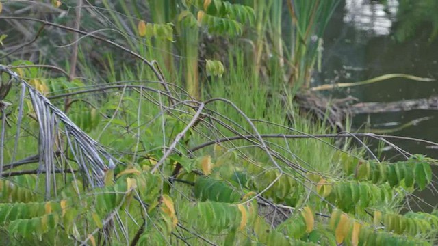 Rusty-margined Flycatcher - ML480136481
