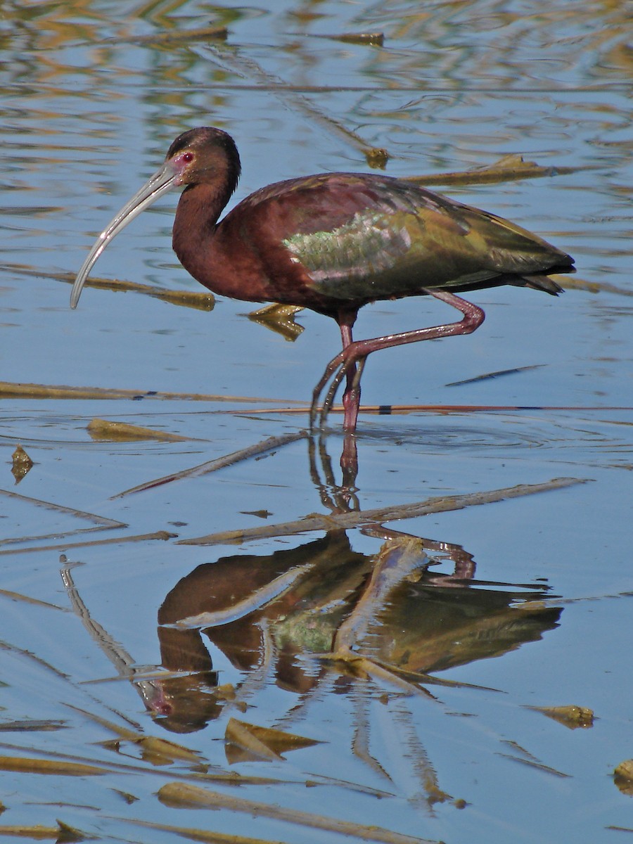 White-faced Ibis - ML48013651