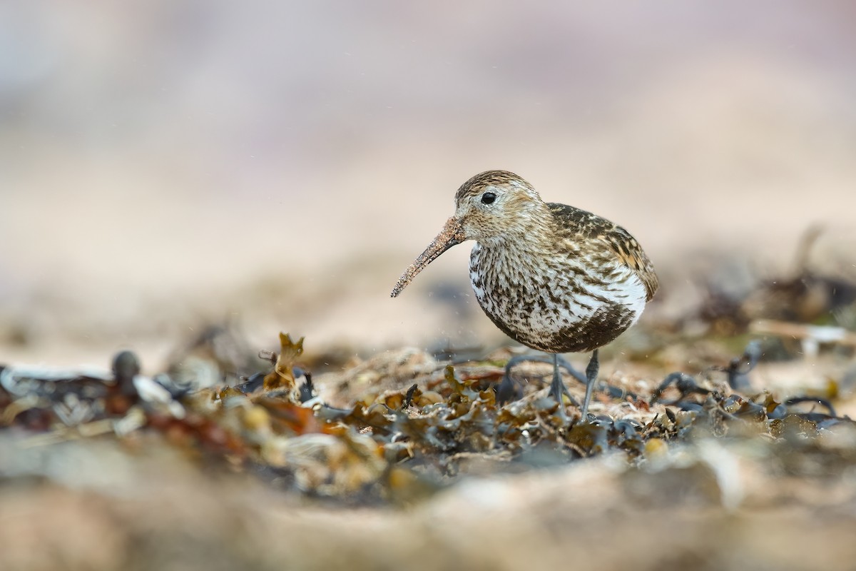 Dunlin - ML480136521