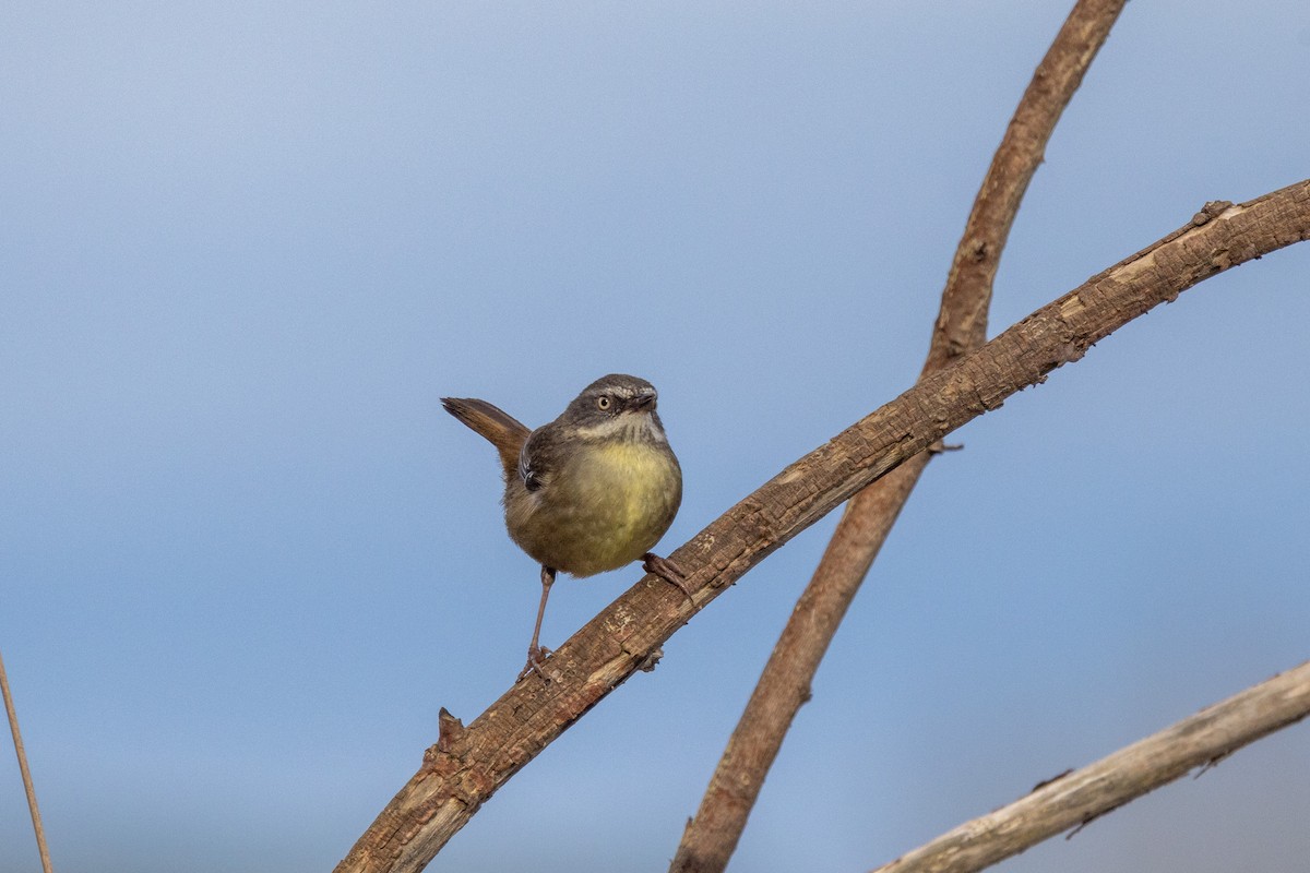 White-browed Scrubwren - ML480136571