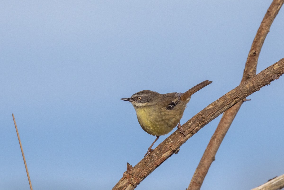 White-browed Scrubwren - ML480136581