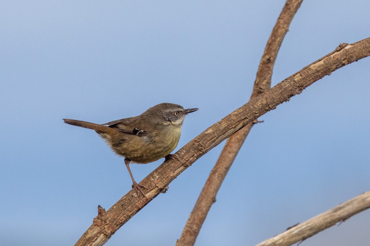 White-browed Scrubwren - ML480136591