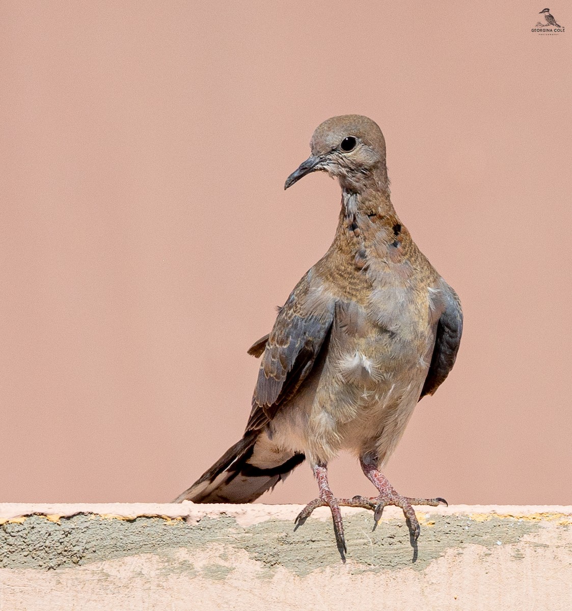 Laughing Dove - Georgina Cole