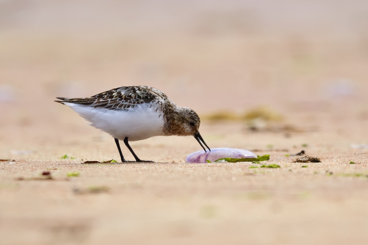 Sanderling - ML480136881