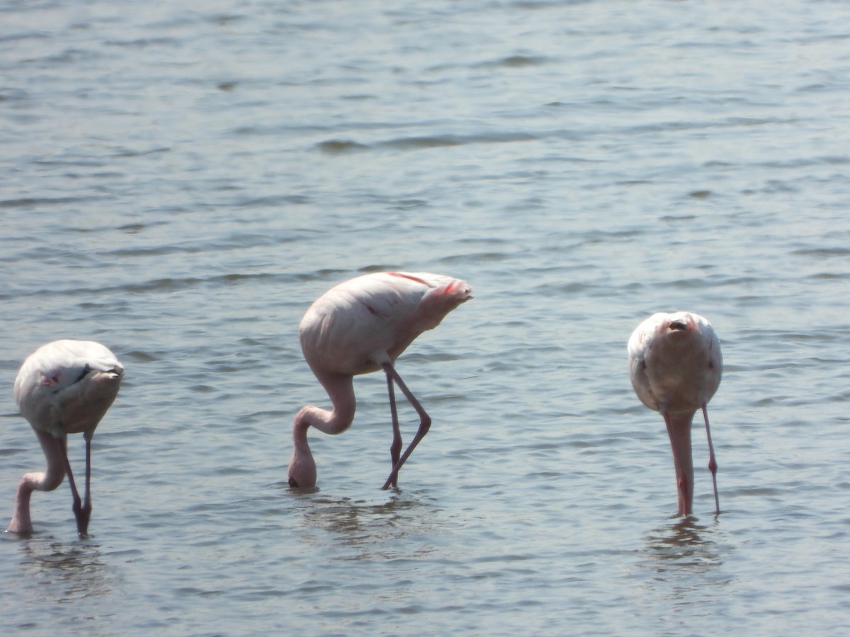 Flamant rose - ML480137001