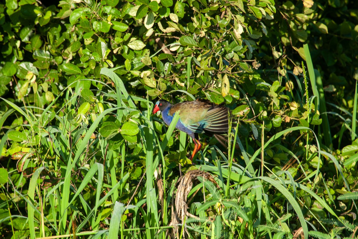 Allen's Gallinule - James Duncan-Anderson